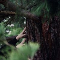 An aesthetic photograph of hands against the trunk of a large tree in the forest.