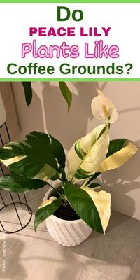 "Do Peace Lilies Like Coffee Grounds? Learn how to use coffee grounds to enhance the growth of your peace lilies. Discover the right way to incorporate coffee grounds into your plant care routine to promote healthy and vibrant peace lilies. Explore the benefits of using coffee grounds and unleash the full potential of your peace lilies with this simple and effective method."