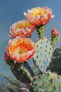 Explore the world of cacti with breathtaking flowers! Our latest article dives into the types of cacti that produce stunning blooms, perfect for adding a splash of color to your garden. Click to discover more about these beautiful desert plants and how to care for them.