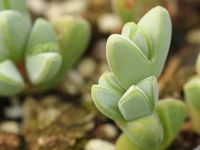 Braunsia apiculata is a dwarf, mat-forming, perennial succulent up to 8 inches (20 cm) tall... #braunsia #succulentopedia #succulents #CactiAndSucculents #WorldOfSucculents #SucculentLove #succulent #SucculentPlant #SucculentPlants #succulentmania #SucculentLover #SucculentObsession #SucculentCollection #plant #plants #SucculentGarden #garden #DesertPlants #nature