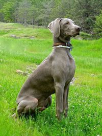 The Weimaraner, or silver ghost as called by some, was bred as a hunting dog and many sportsmen still use them for hunting large game such as deer and bear. The Weimaraner breed comes from Germany. Though they were bred for hunting, they also make great family pets if you have the time and the energy to dedicate to them.