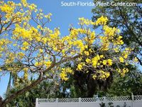 Gold Tree in bloom