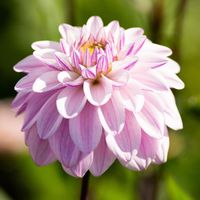 If you love soft, pastel hues, make sure to grow this dahlia. While most varieties have big, bright flowers, Sweet Surprise is pale and dreamy. The 4 to 5" blossoms are lavender-pink and the petals are arranged as perfectly as a waterlily. A great choice for weddings.   Lovely Cut Flower;   Popular for Weddings;   Blooms Summer to Frost;