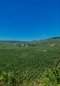 #vineyard #summer #france #aesthetic