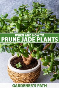 Jade is known for being water-wise, long-lived, and suited to creative pruning in the bonsai style. In this article, we discuss nine reasons for pruning to support plant health and maintain or improve the overall appearance. Join us and find them now on Gardener’s Path. #jadeplant #gardening #gardenerspath