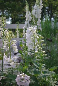 White delphiniums- Fröken Knopp