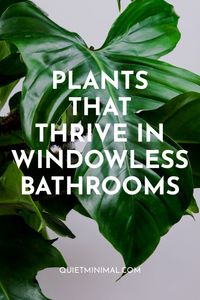 Plants In Bathroom Without Window | Plants That Thrive In Windowless Spaces - Quiet Minimal - Interior Design Inspiration & Ideas