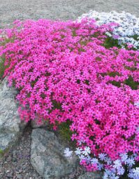 phlox subulata - Scarlet Flame Key feature: 	Deer Resistant  Plant type: 	Perennial  Garden style: 	Cottage  Deciduous/evergreen: 	Evergreen  Cold hardiness zones: 	3 - 8  Light needs: 	Full sun  Water Needs: 	Water regularly, when top 3 in. of soil is dry.  Average landscape size: 	Moderate grower to 4 to 6 in. tall, 18 in. wide.  Growth rate: 	Moderate  Flower attribute: 	Showy Flowers  Special features: 	Deer Resistant  Landscape uses: 	Erosion Control, Mass Planting, Rock Garden  Flower colo