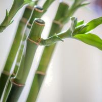 Can You Prune Lucky Bamboo Plants - Learn About Dracaena Lucky Bamboo Pruning