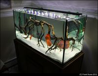 100 gallon rimless by Frank_Russo, via Flickr