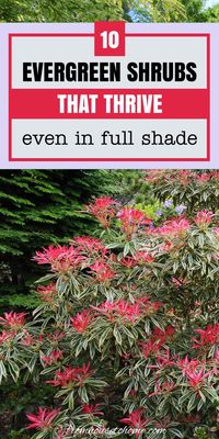 I really want to make my landscaping look beautiful all year long, so these evergreens for landscaping ideas are coming in at the perfect time. You gotta read these if you need pretty evergreen bushes for shaded areas inspiration. I'm definitely PINNING this!