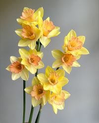 Erica & Nick Santoro | This daffodil smells like heaven.. I had to take a quick photo of them. Trying to take today off before a busy week ahead (clearly doing… | Instagram