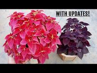 SIMPLEST Way To Make Coleus BUSHY & More Colorful - YouTube