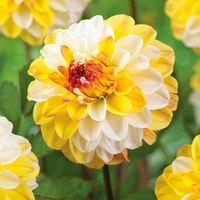 Dahlia 'Double Jill' 2PP - Cofer's Home & Garden