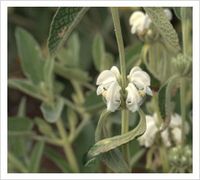 Phlomis purpurea ‘Alba’ | Lambley Nursery