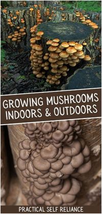 Learn the secrets to growing mushrooms indoors and outdoors with this easy-to-follow guide. From lion's mane to wine cap mushrooms, you’ll discover how to grow these delicious varieties in your garden or home. Start your mushroom cultivation journey today! Find more mushroom cultivation, wild mushroom recipes, indoor gardening, and Homestead Survival at practicalselfreliance.com.