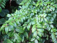 huckleberry foliage - Google Search