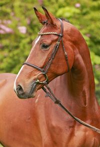 Queen Mia, a Holsteiner mare. German Horse Center.