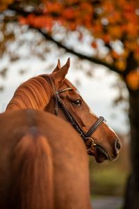 10 Reasons To Book An Autumn Equine Photoshoot - Imogen Moon ABIPP, Equine & Dog Photographer based in Derbyshire