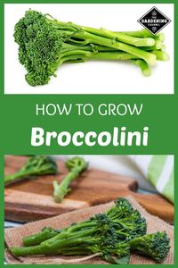 Follow this gardening guide to learn how to grow, harvest and cook cool season broccolini. #gardeningchannel #gardening #vegetablegardening