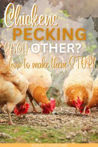 Stop chickens from pecking each other! Why do they star pecking and picking at each other and how do I make them stop before one of them gets hurt? Here are 6 different reasons why chickens peck or pick at each other and how to stop them.