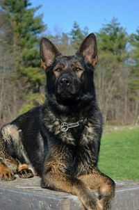 German Shepherd ~ Classic Look