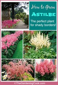 How to Grow Astilbe - Perfect for shade Gardens -