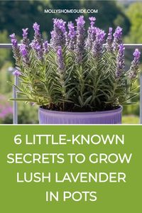 Discover the ultimate guide on how to grow lavender in a pot! Lavender is a beautiful and fragrant plant that thrives in container gardens. Learn step-by-step instructions on planting, watering, and caring for lavender to ensure it flourishes in a small space. Find out the best soil mix, sunlight requirements, and pruning tips to help your potted lavender plant thrive all year round.