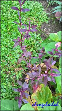 Simple Living In Nancy: Growing Red Dwarf Copperleaf Or Red Sessile Joyweed