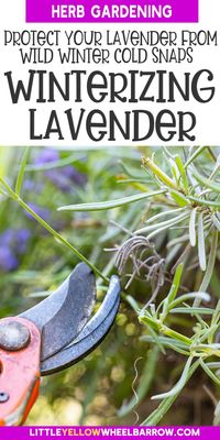 Winterizing Lavender Plants: Expert Tips For Plant Protection