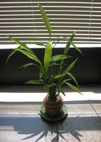 Lucky Bamboo Care: Growing Lucky Bamboo Indoors