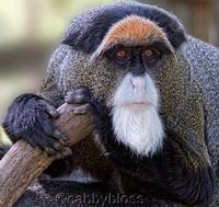 Mona Guenon Monkey | brazzas monkey cercopithecus neglectus debrazzas monkey cercopithecus ...