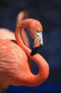 A flamingo’s color depends on the food it eats. Those eating mostly blue-green algae are a deeper color than those eating crustaceans that feed on algae. Typically deep pink and orange flamingos live in the Caribbean, while pale pink flamingos live in drier habitats.