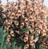 Giant Yellow Herold  Foxglove Seeds  Digitalis ferruginea    Giant Yellow Herold foxgloves are festooned in straight, strong spikes of Dijon mustard-colored blooms over a long summer season. The flowers are excellent for cutting. The sturdy, 5-6 ft. tall plants are biennial, and winter hardy to zone 4. Seed is much larger than other foxgloves, is easy to sow.    Grow Giant Yellow Herold foxgloves with Hakone White balloon flower, Magnus Superior echinacea, Blue Cap sea holly, and Alaska shasta d