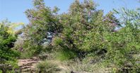 Desert willows (Chilopsis linearis) are trees that grow up to about 30 feet high. They range from southern California and Nevada, through Arizona and New Mexico to west Texas and northern Mexico. The primary habitat is low desert to grasslands. Desert willows are not really willows, they are in the begonia family. However, their long...