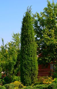 Juniperus virginiana 'Taylor' (4)