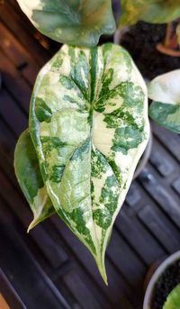 Alocasia Dragon Scale Albo Var ❤️ such a great var by alocasia_grower