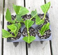 easy way to propagate hydrangea. from green-wood cuttings.