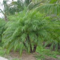 Roebelenii | Phoenix Roebelenii | Palmco - Wholesale Palms, Florida