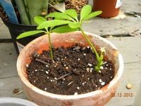 Schefflera Plant Propagation - How Can I Root Schefflera Cuttings