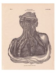 Excited to share this item from my #etsy shop: antique anatomy print of the nerves of the neck and thorax, vintage printable digital download no. 634. #artdecodigitals #anatomyprint #antiqueprint