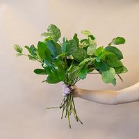 A fresh bulk green, Salal serves as a wonderful decorative filler. Salal is commonly known as Lemon Leaf Greenery. Our foliage is known for its premium quality and long-lasting vase life. Use Salal by itself or add it to any arrangement for vibrant green color or beautiful volume and texture.