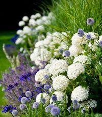 Garden border of Hydrangea Annabelle with Agapanthus, Salvia 'Mainacht' and Echinops ritro (globe thistle)