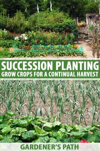 Want to increase your garden harvest? Succession planting, which involves staggering plantings of crops to produce a continual harvest, is an efficient way to increase yields and extend the gardening season. Head to Gardener's Path for an in depth guide to succession planting methods. #successionplanting #gardenerspath