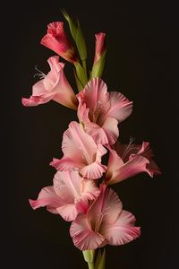 Gladiolus - Flowers - Featured Content - Lovingly