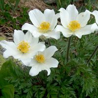 Pulsatilla alpina