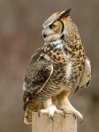 Talons, Great Horned Owl - Great horned owl - Wikipedia