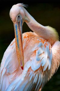 Breeds in swamps and shallow lakes from southeastern Europe through Asia and Africa. In breeding season males’ facial skin is pinkish while the skin on females is more orange. (aka the Rosy Pelican)