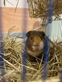 #cutepets #cuteanimals #guineapig #guineapigs #babyanimals #babyguineapig #hamster