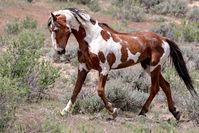 15 Stunning Images Of American Mustangs